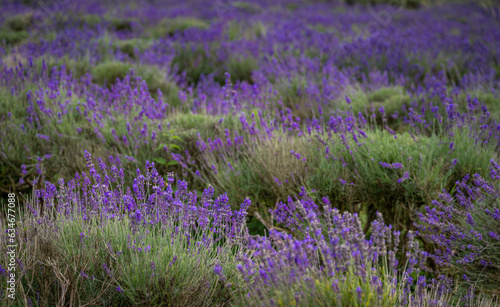 Rows of lavender plants in a field. Purple flowers with shallow depth of field. Landscape orientation with no sky.