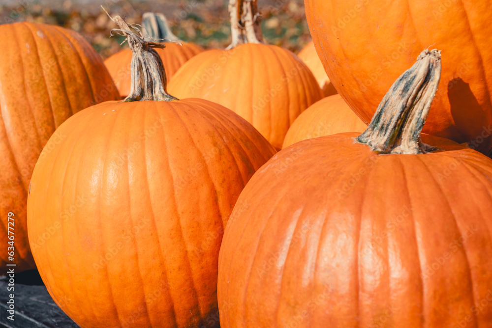 Big bright orange pumpkins at the autumn farmer's market. Sale of vegetables in the form of pumpkins for the holiday of Halloween. Pumpkin for eating or decoration for the holiday Big bright orange pumpkins at the autumn farmer's market. Sale of vegetables in the form of pumpkins for the holiday of Halloween. Pumpkin for eating or decoration for the holiday