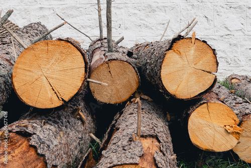 Pile of logs or timber harvesting for the forestry woodworking industry. Pine round timber logs or roundwood are dumped outdoors in winter for storage photo