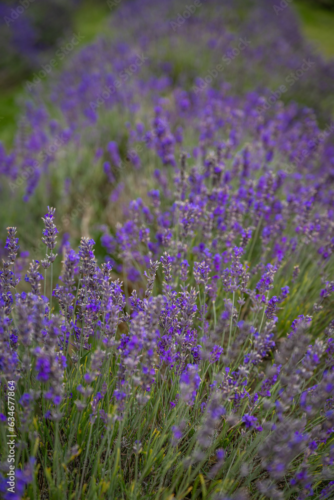 A row of lavender plants in a field. Purple flowers with shallow depth of field. Portrait orientation with no sky.