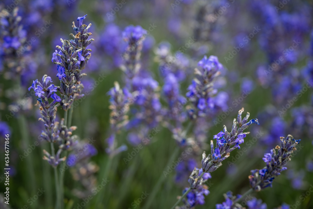 Close up of a lavender plant in a field. Detail of purple flowers. Landscape orientation with no sky. Close up of a lavender plant in a field. Detail of purple flowers. Landscape orientation with no sky.