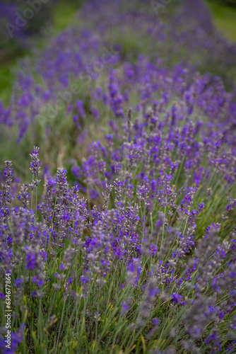A row of lavender plants in a field. Purple flowers with shallow depth of field. Portrait orientation with no sky.