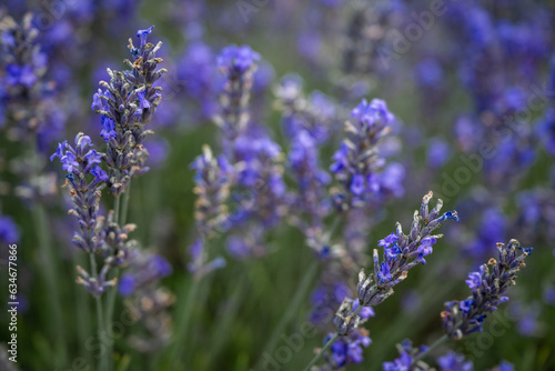 Close up of a lavender plant in a field. Detail of purple flowers. Landscape orientation with no sky.