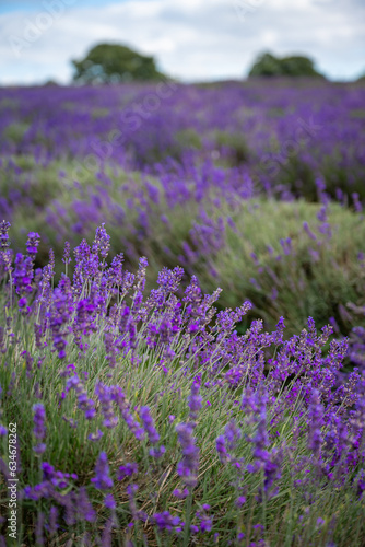 Rows of lavender plants in a field. Purple flowers with shallow depth of field. Portrait orientation with sky and trees.