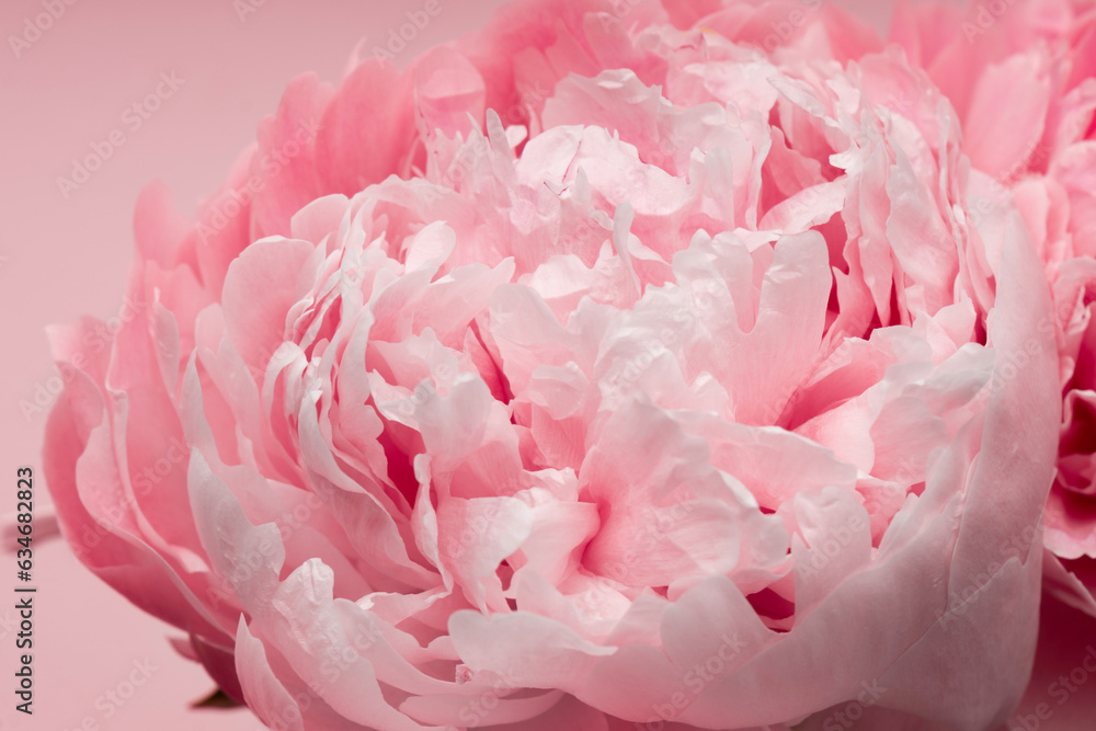 Macro close up wallpaper of pink pastel peony flower blossom. Barbiecore concept background.