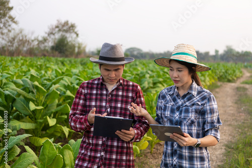 Asian gardener woman and man holding tablet examining plant growth in tobacco plantation Agricultural research concepts and quality development of tobacco field crops in Thailand. tobacco concept