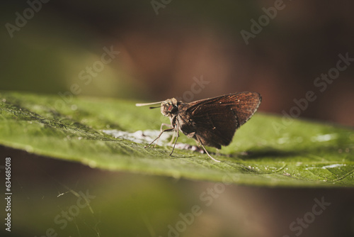 close up photo of Grass Skippers Subfamily Hesperiinae on leaf photo