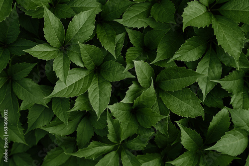 Natural background of green leaves. Selective focus.