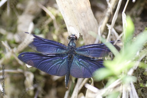 Rhyothemis fuliginosa, also known as the butterfly dragonfly or the butterfly flutterer, is a species of dragonfly of the family Libellulidae found throughout East Asia photo