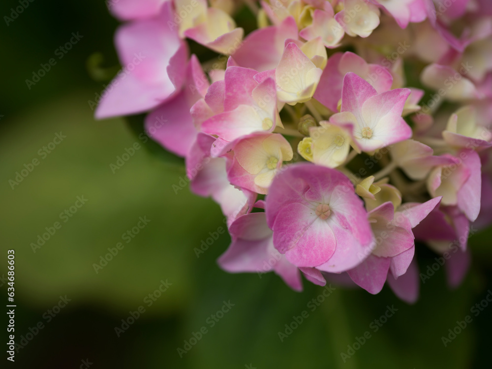 Fototapeta premium hydrangea