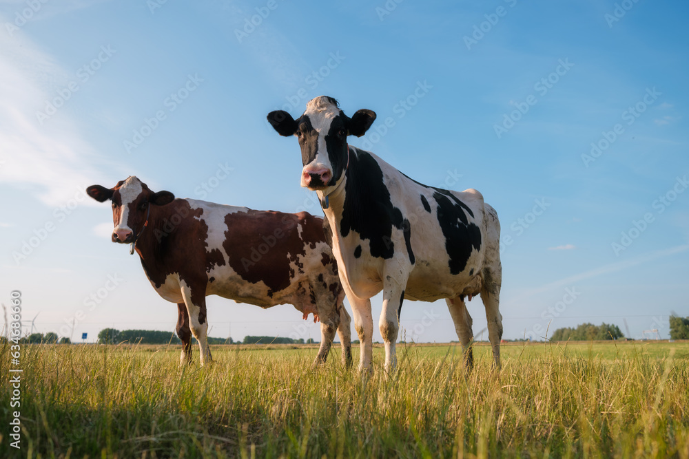 Agriculture. Farm. Domestic animals on the farm. Cows grazing in the meadow. Animals against the background of a clear sky. Food production.