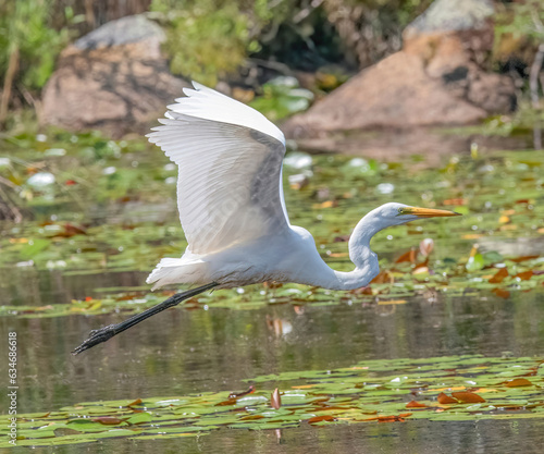 Great Egret taking flight in Washburn Memorial Park  Marion  Massachusetts