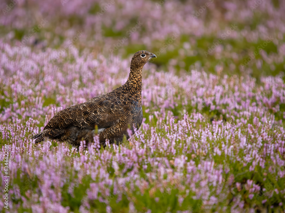 Red grouse, Lagopus lagopus scotica Red grouse, Lagopus lagopus scotica