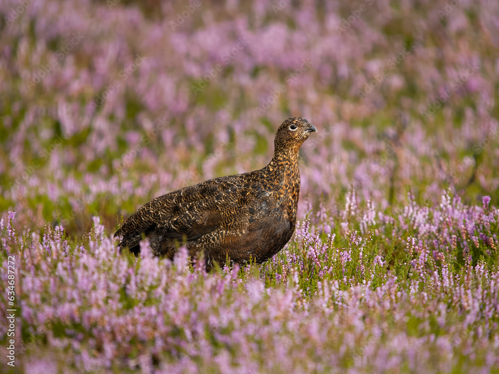 Obraz premium Red grouse, Lagopus lagopus scotica