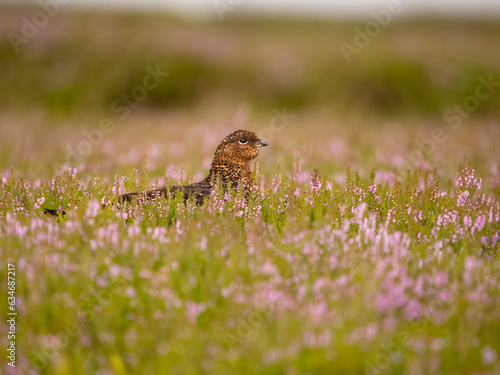 Red grouse  Lagopus lagopus scotica