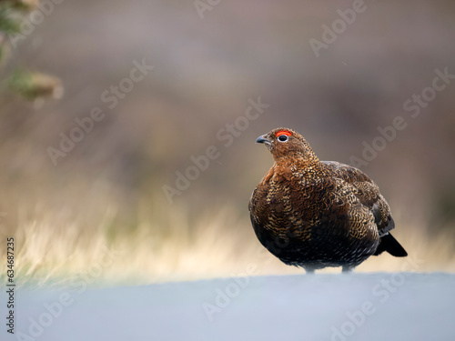 Red grouse, Lagopus lagopus scotica