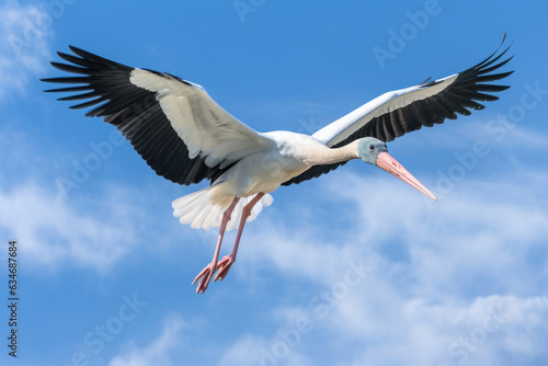 Stork in flight on blue sky