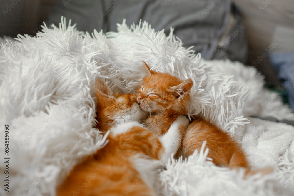 Two ginger cats hug each other and lie in the blanket Two ginger cats hug each other and lie in the blanket