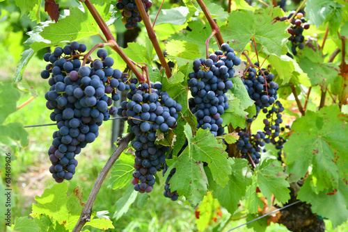 Weintrauben auf einem Weinberg