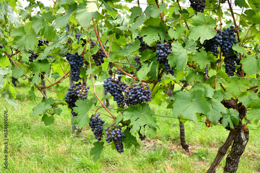 Weintrauben auf einem Weinberg
