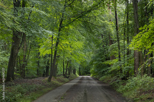 Dirtroad on a rainy day at the forest of National Park Hoge Veluwe Gelderland. Kroondomeinen. Netherlands. 