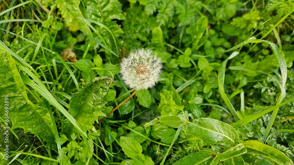 dandelion on grass