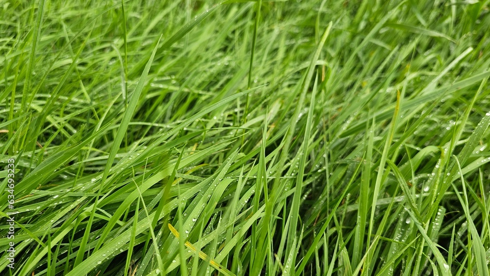 green grass in the wind green grass in the wind