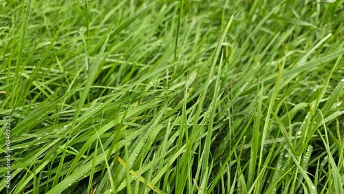 green grass in the wind