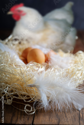 Brown raw chicken eggs and white feathers in a nest on a wooden background. Out of focus white chicken in the background.