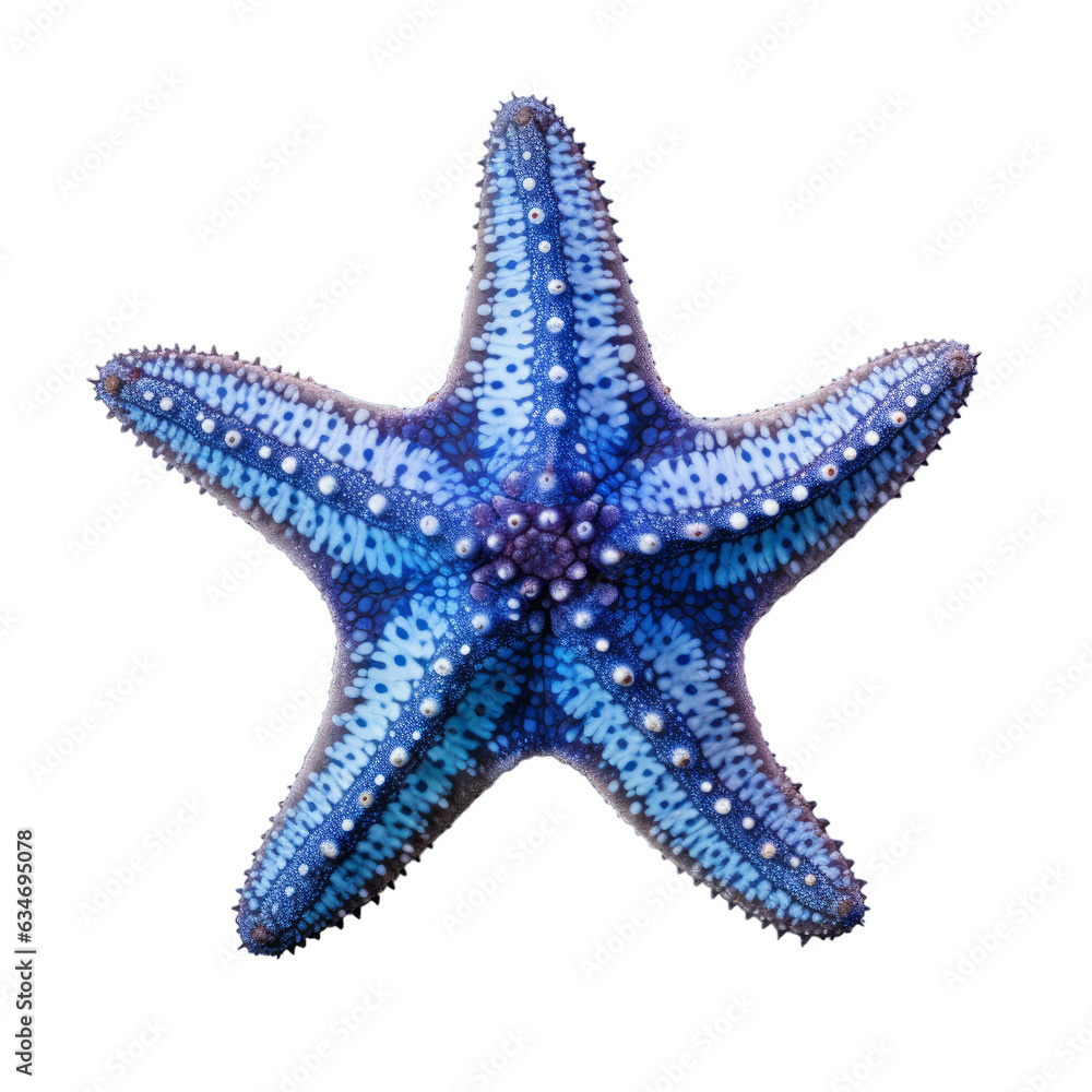 A blue starfish isolated on a transparent background A blue starfish isolated on a transparent background