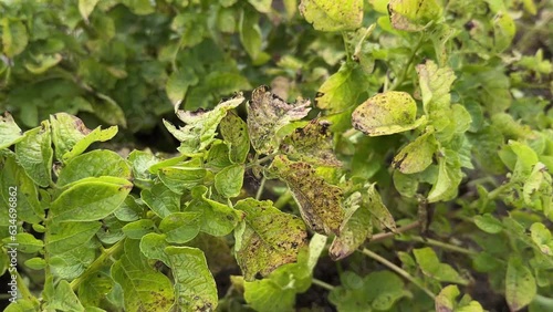 Early blight disease on potato crops, damaged green and yellow leaves with brown spots. Caused by the fungus Alternaria solani.