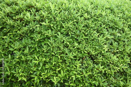 background derived from green leaves for printing packaging clothes and cards
