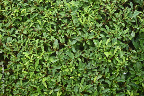 background derived from green leaves for printing packaging clothes and cards
