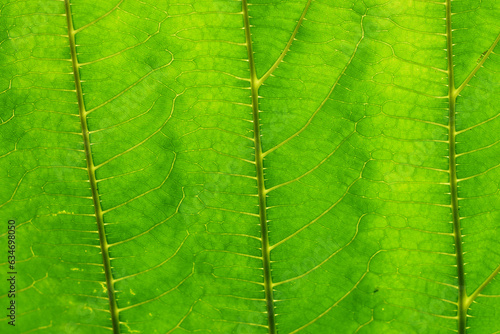 background derived from green leaves for printing packaging clothes and cards
