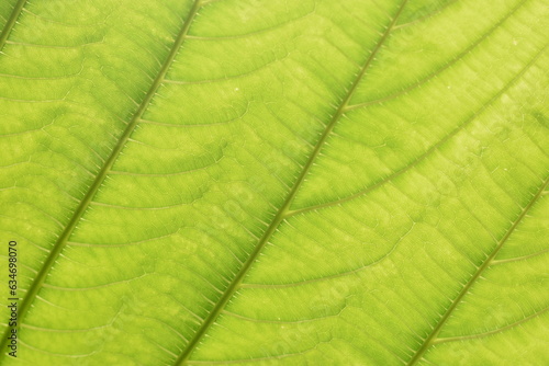 background derived from green leaves for printing packaging clothes and cards
