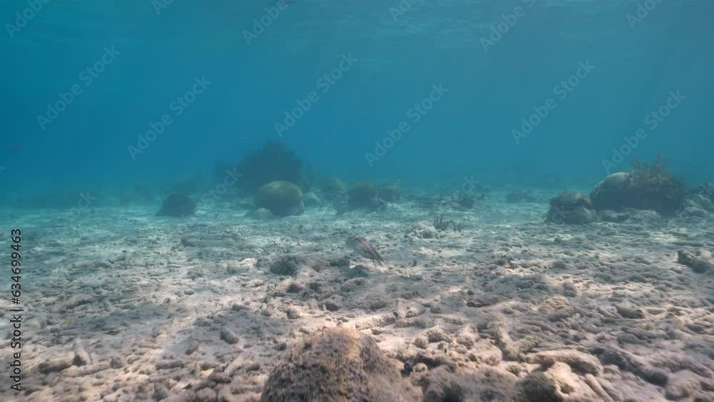 Common Octopus in the Caribbean Sea Common Octopus in the Caribbean Sea