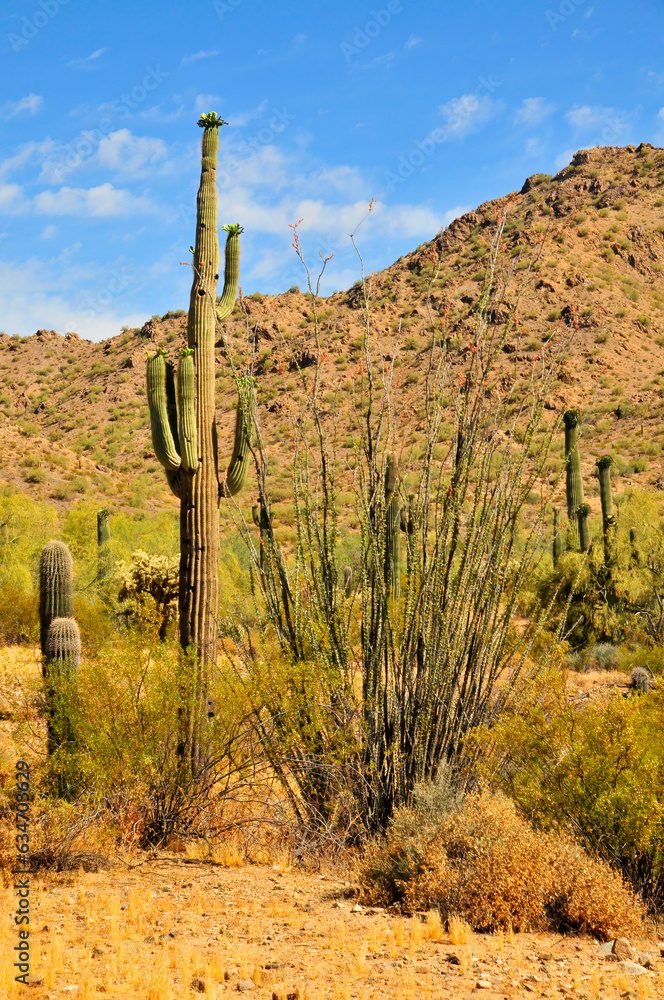 San Tan Mountains Sonora Desert Arizona