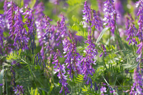 Blooming Vicia cracca on a summer sunny day photo