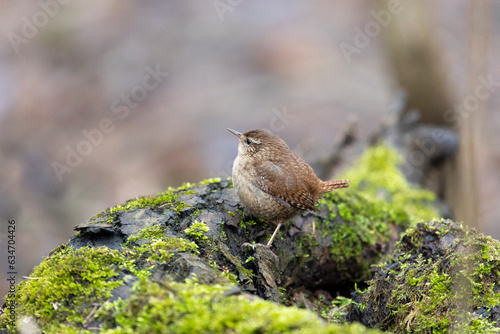 Eurasian wren sits on an old stump