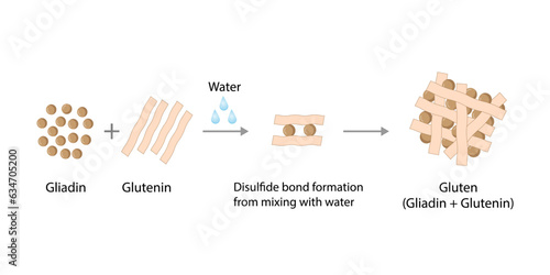 Gluten Formation, Disulfide Bond Formation From mixing two molecules of Gliadin and Glutenin with Water. Gluten Mesh structure. Scientific design. Vector Illustration.