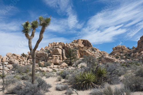 Joshua Tree, California, United States – A lone Joshua tree and rugged rock formations in the high desert landscape of Joshua Tree National Park, California.