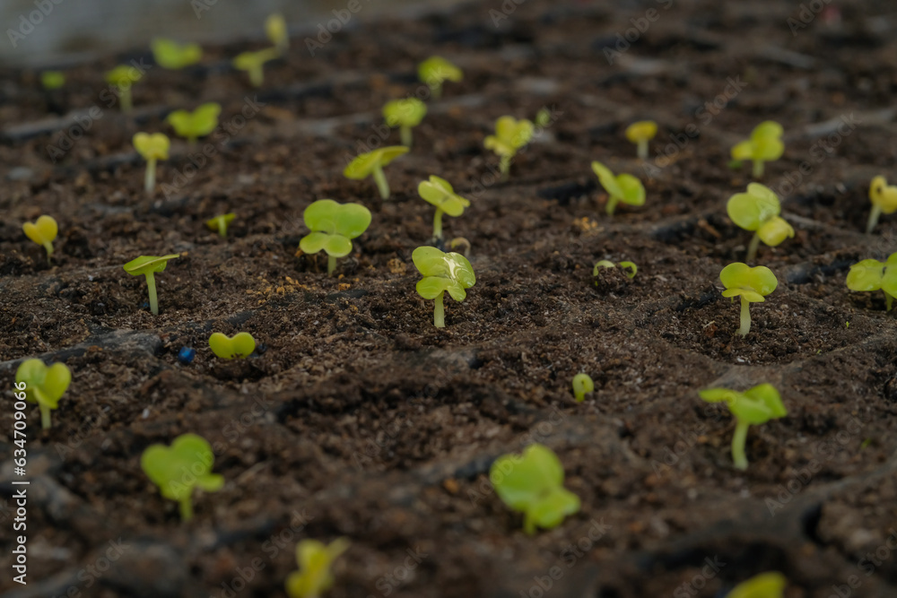 New mustard plants growing in trays
New mustard plants growing in trays