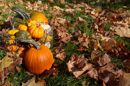 Beautiful autumn pumpkins on leaves background