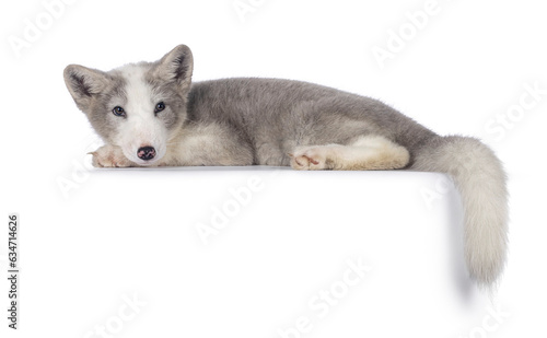 Adorable grey with white polar fox aka Vulpes Lagopus, laying down side ways on edge. Looking towards camera. Isolated on a white background.