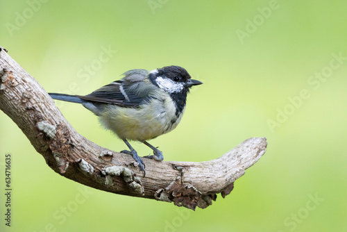 Kohlmeise (Parus major)