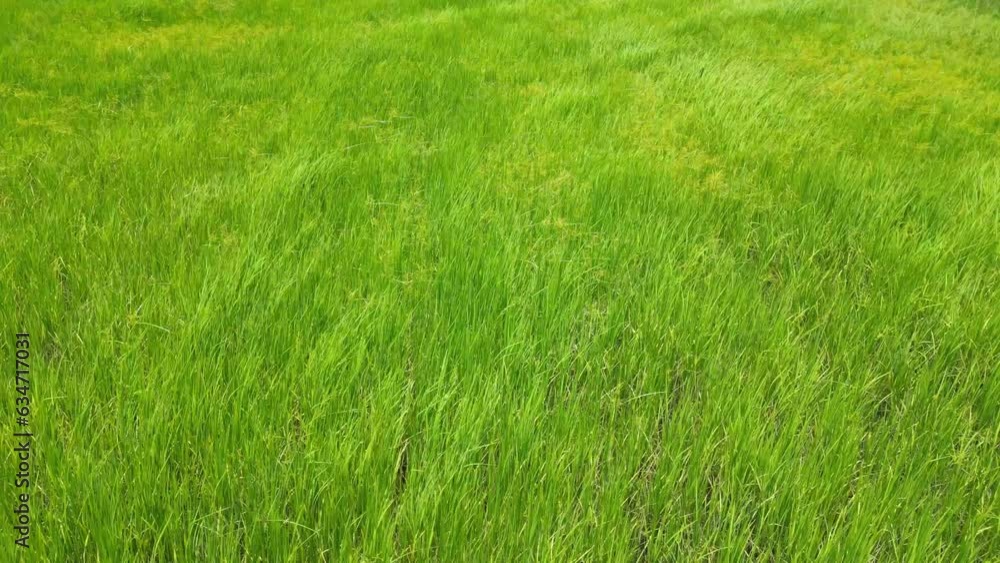 field on a background of the blue sky