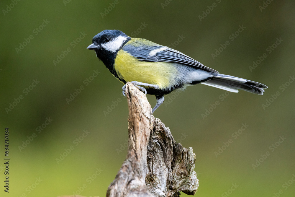 Naklejka premium Kohlmeise (Parus major)
