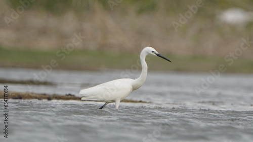 Tiruchirapalli,Tamilnadu, india-july 8 2023 White Crane Bird on the lake waiting for fish