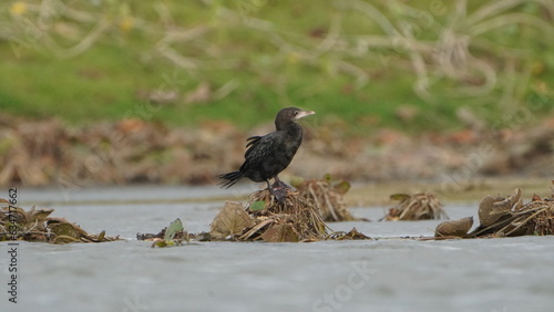 Tiruchirapalli,Tamilnadu, india-31 july 2023 Little Cormorant on the lake side 