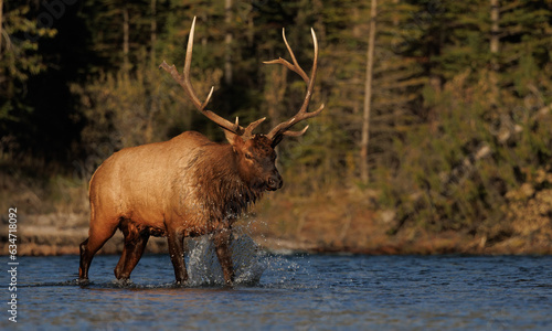 Wallpaper Mural Bull Elk in a River in the Rockies Torontodigital.ca